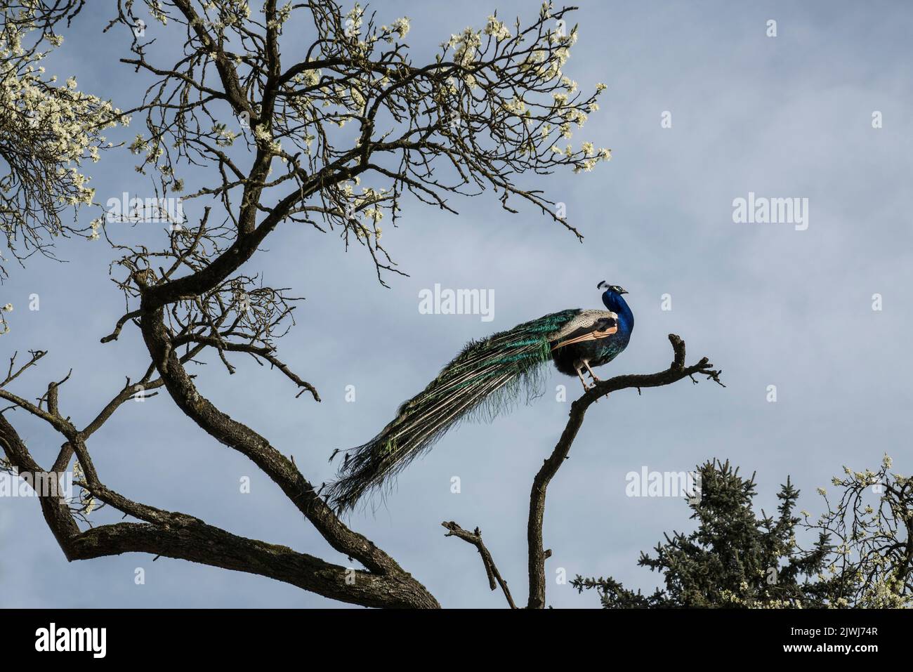 Vista a basso angolo pavone arroccato su un ramo di albero sotto il cielo soleggiato Foto Stock