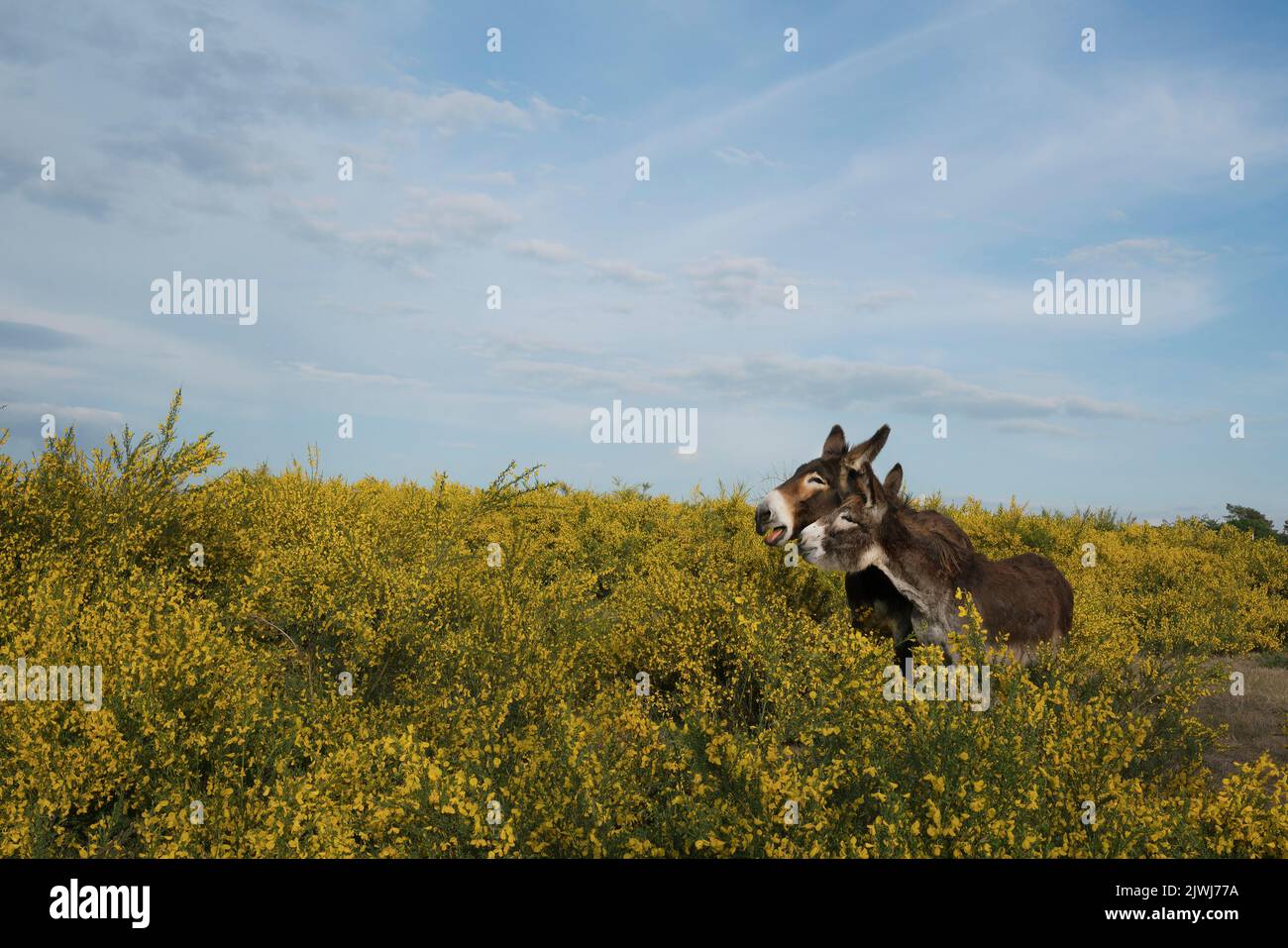 Asini marroni in campo rurale con cespugli gialli Foto Stock