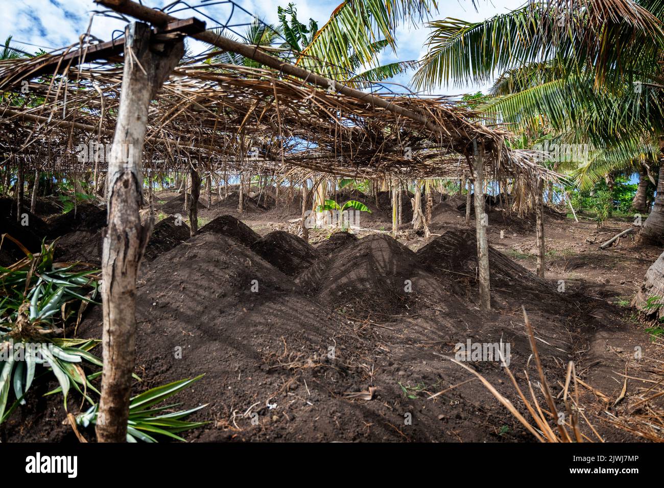 Tumuli di terra preparati per la piantagione di patate, isole Yasawa, Figi Foto Stock