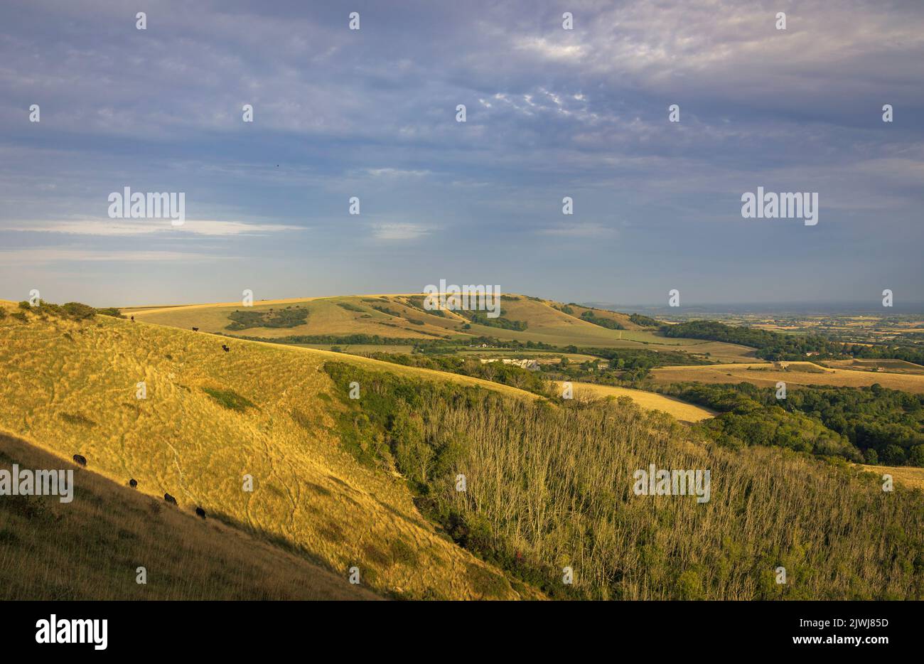 Ore d'oro mattutine sulle colline di Butts Brow, vicino a Eastbourne East Sussex, Inghilterra sud-orientale Foto Stock