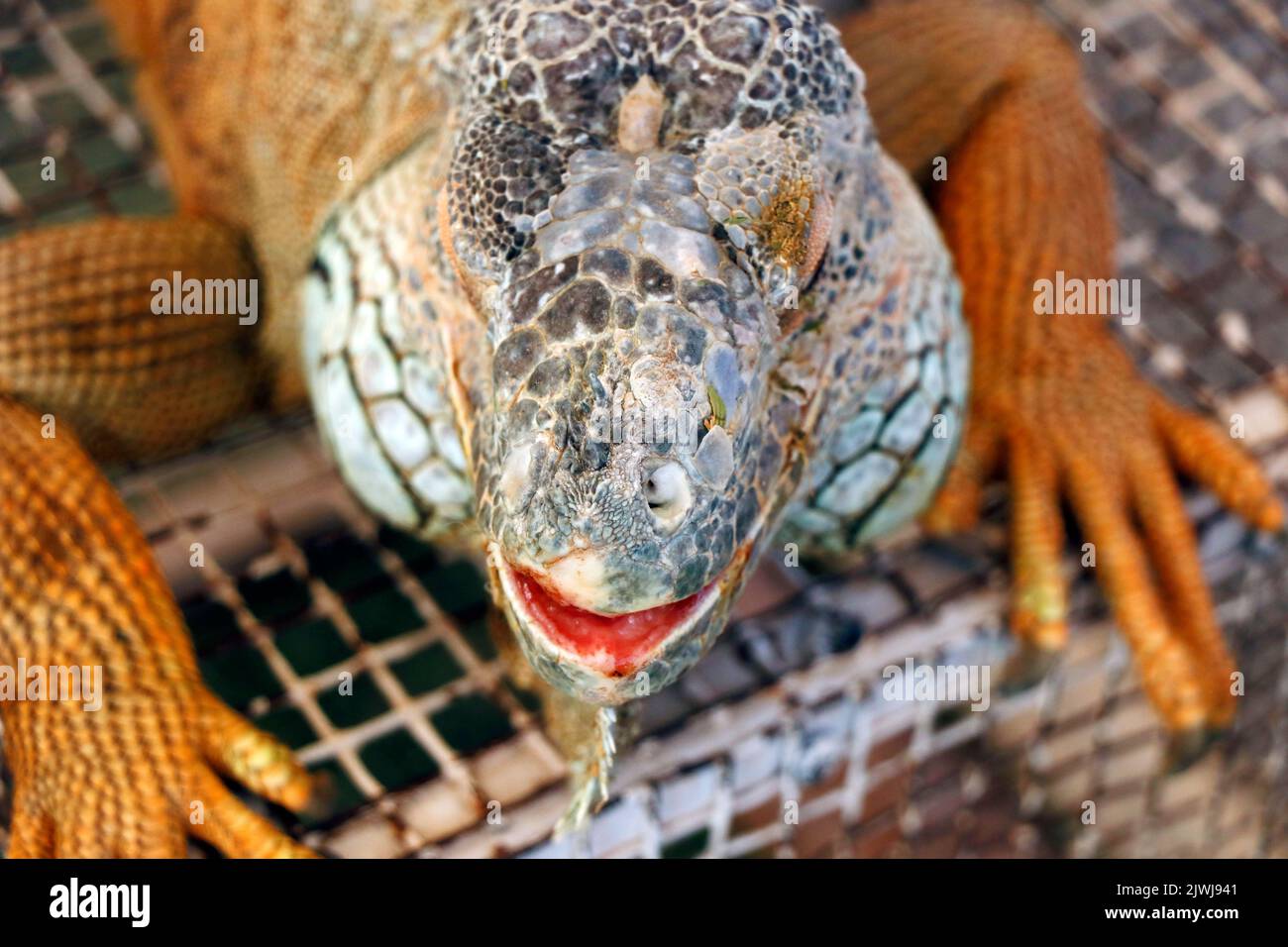 testa iguana con scala multicolore in primo piano Foto Stock