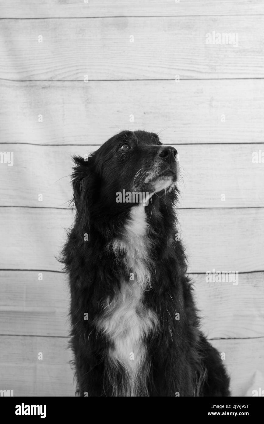 Ritratto di un cane nero contro una parete di legno Foto Stock