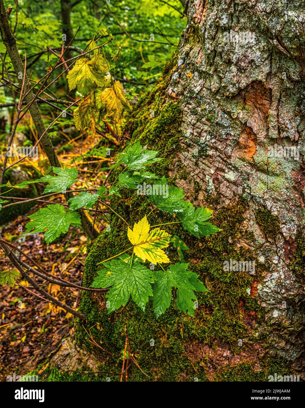 Giovani piante nascono su un vecchio tronco di acero, Acer L., nella riserva naturale Bosco di Sant'Antonio. Abruzzo, Italia, Europa Foto Stock