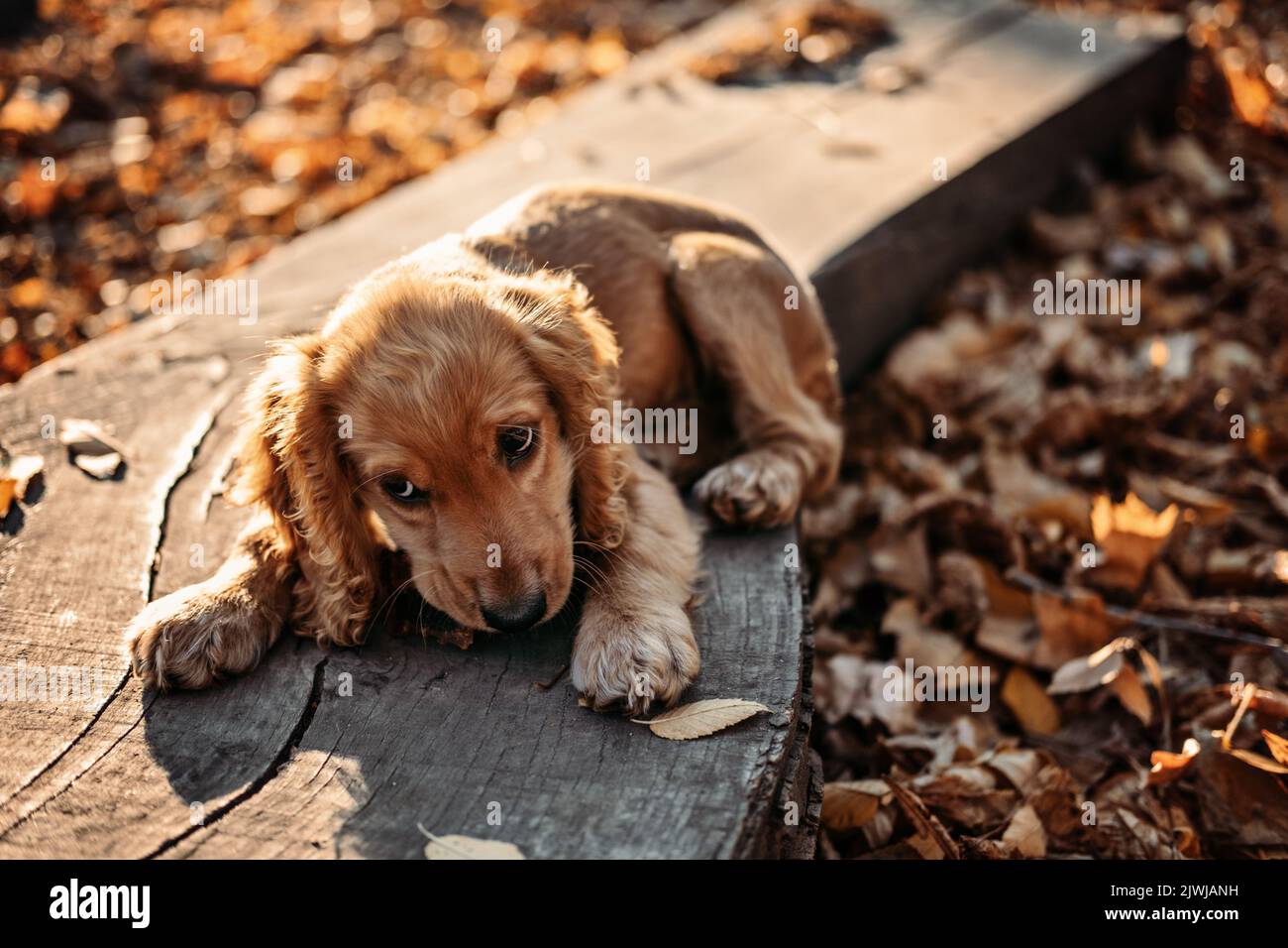 Alimentazione stagionale per cani in autunno. Outdors ritratto di cucciolo di cocker spaniel carino nel parco autunnale Foto Stock