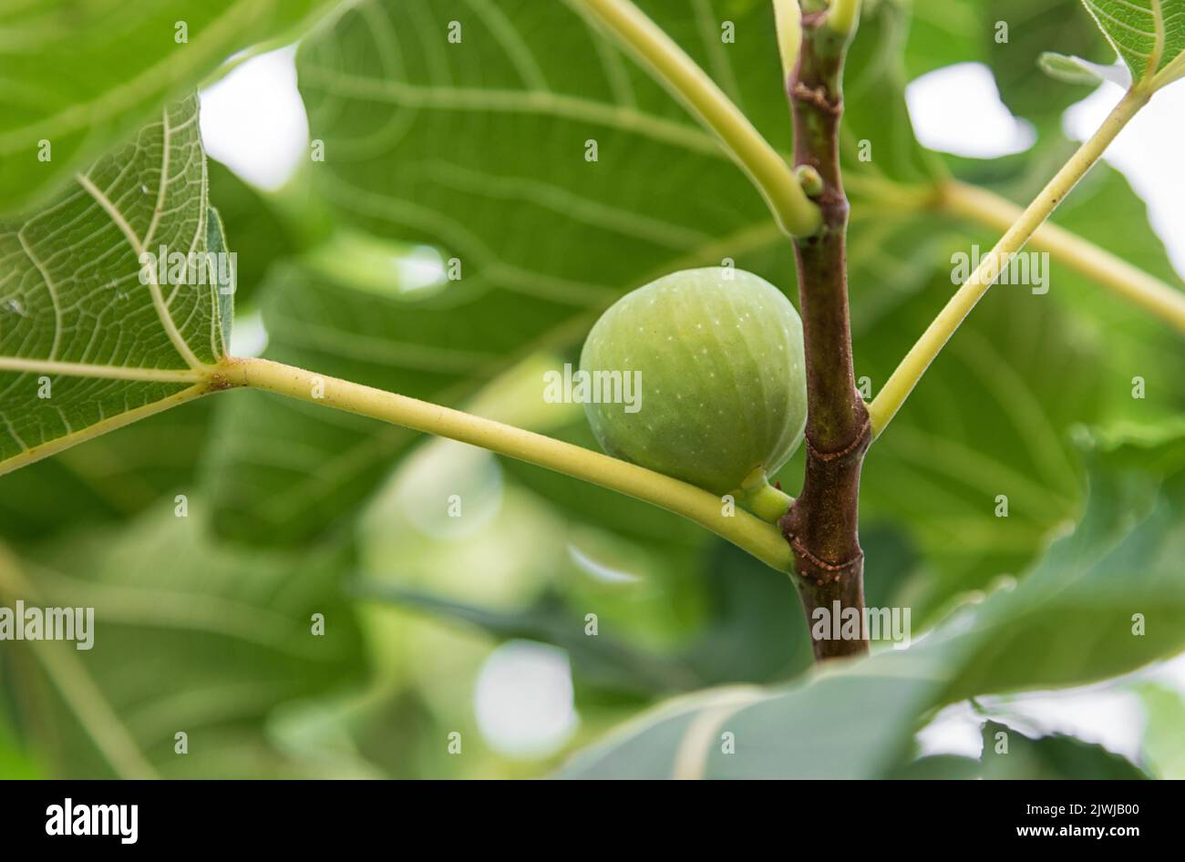 Fuoco morbido di frutta non matura che cresce su ramo di fico con foglie verdi in estate in giardino Foto Stock