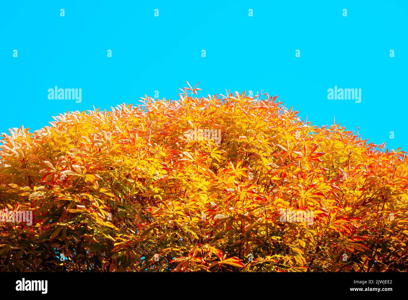 Sfondo autunnale. Foglie arancioni gialle e rosse sull'albero in autunno. Foto di concetto degli alberi stagionali. Foto Stock