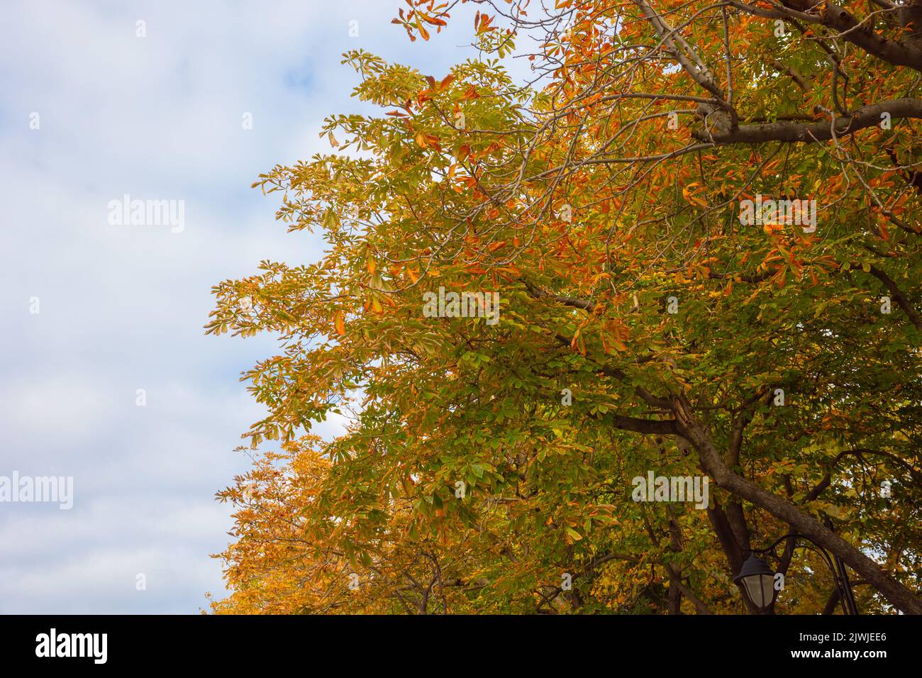 Autunno sfondo. Foglie cadute sull'albero con cielo parzialmente nuvoloso sullo sfondo. Concetto autunnale. Foto Stock