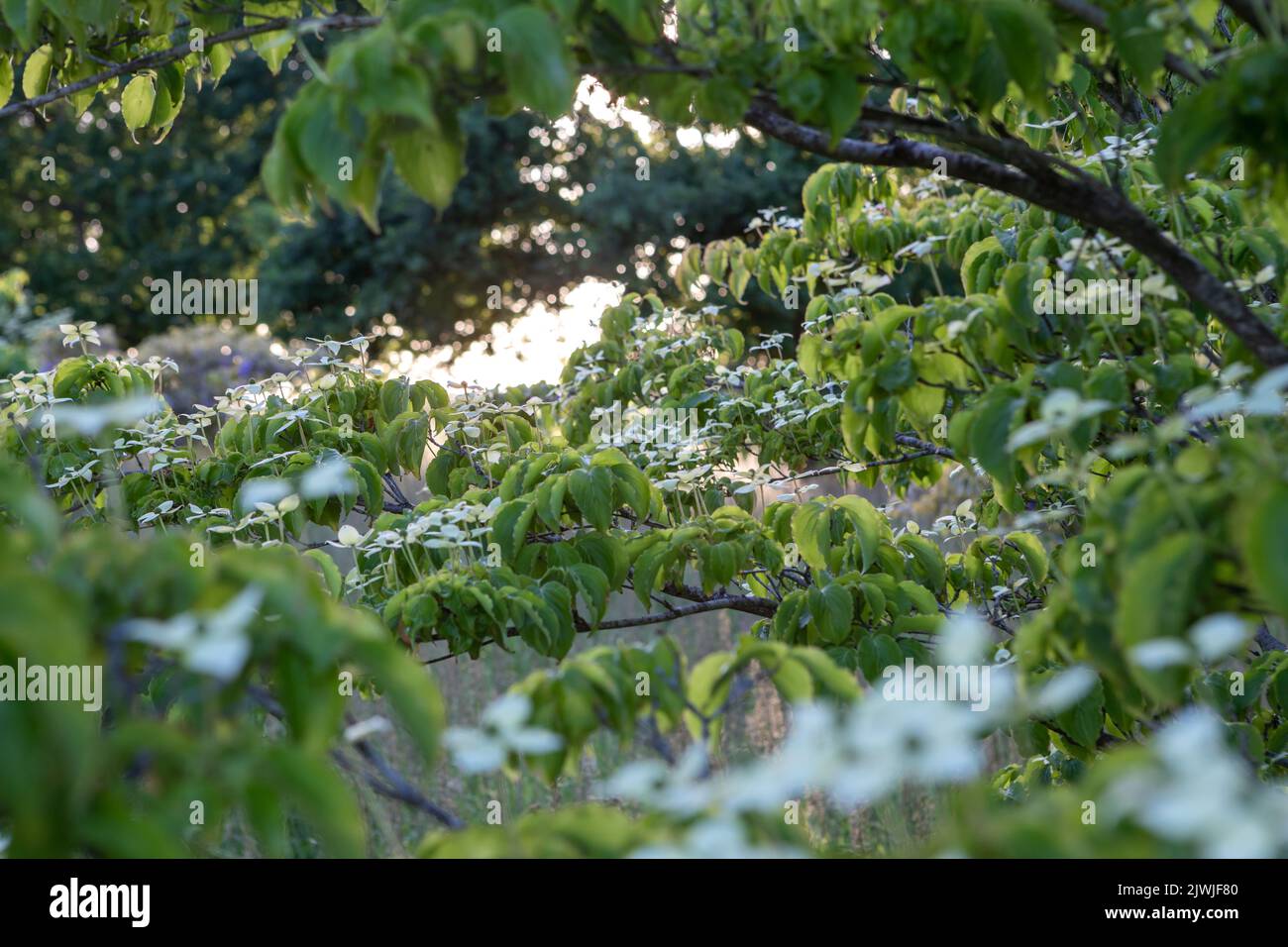 Cornus kousa 'Koree' / Kousa dogwood, grande arbusto / piccolo albero, vista attraverso rami fioriti verso prato, luce serale Foto Stock