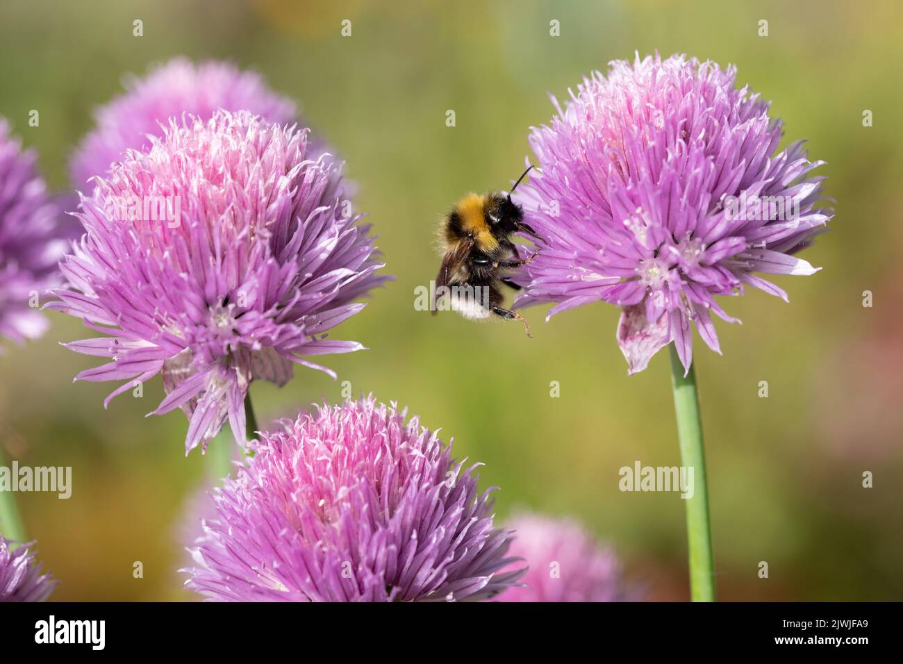 Busy Bee Foto Stock