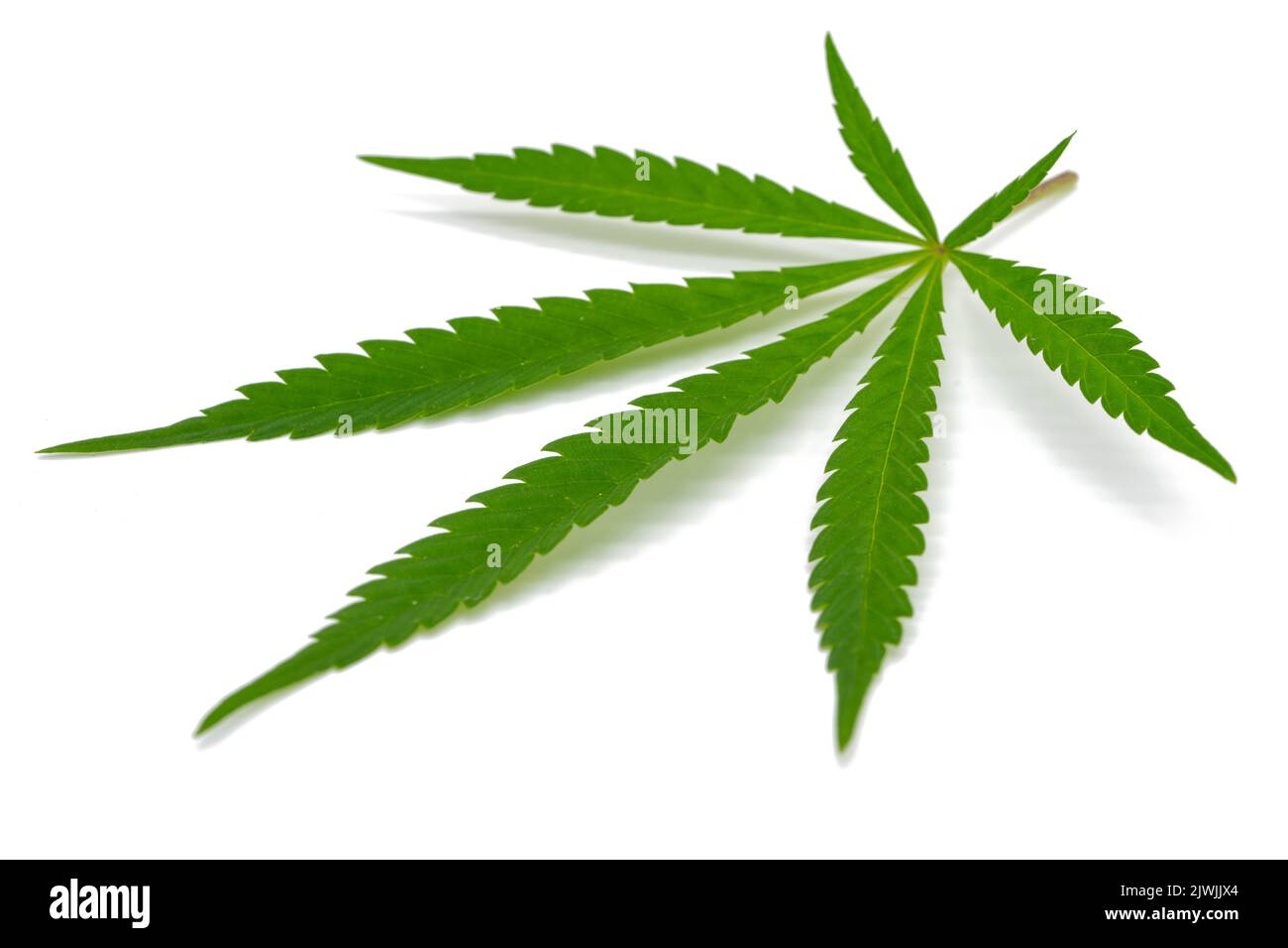 Cannabis leaf isolati su sfondo bianco Foto Stock