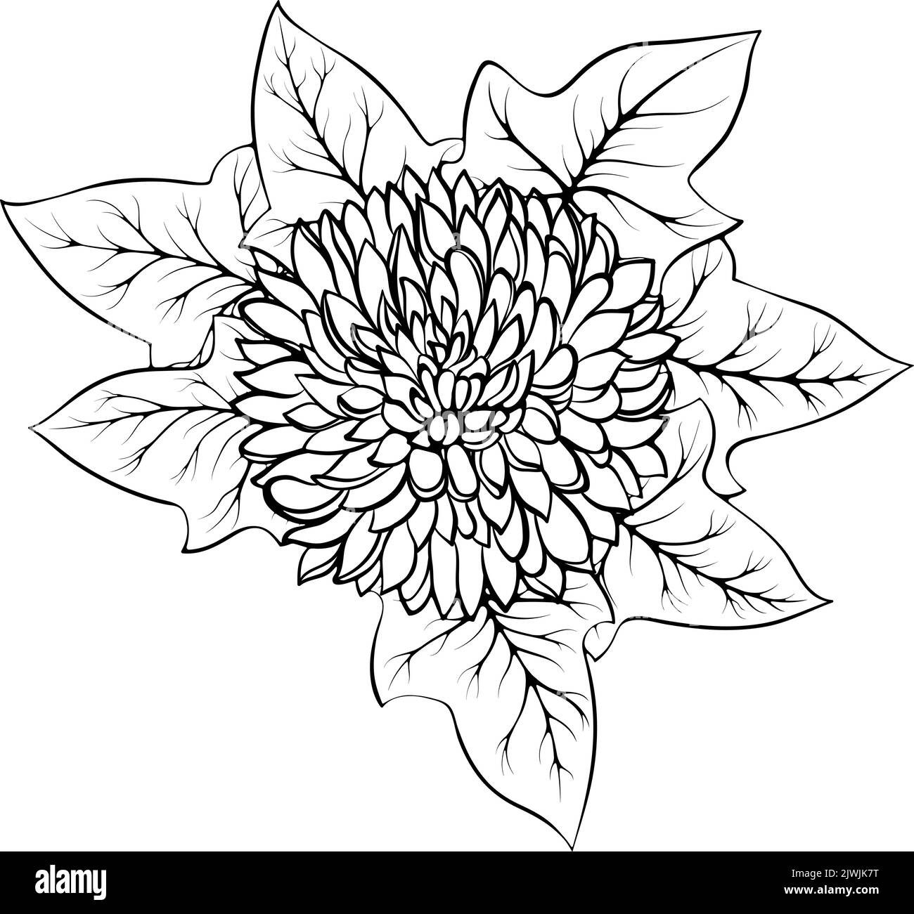 Fiore di crisantemo e linea d'edera arte Illustrazione Vettoriale