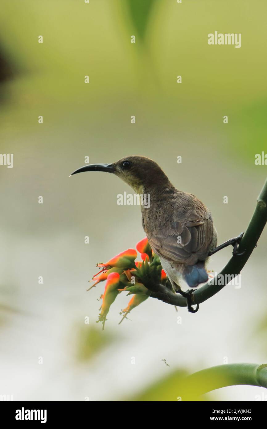 un uccello da sole viola femmina (cinnyris asiaticus) che si appollaiava sul ramo, foresta pluviale tropicale in india Foto Stock