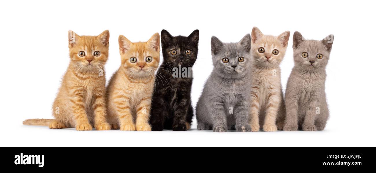 Cucciolata di 6 cuccioli di gatto Shorthair britannici di colore diverso, seduti l'uno accanto all'altro su una fila perfetta. Tutto guardando verso la fotocamera. Isolato su un bianco Foto Stock