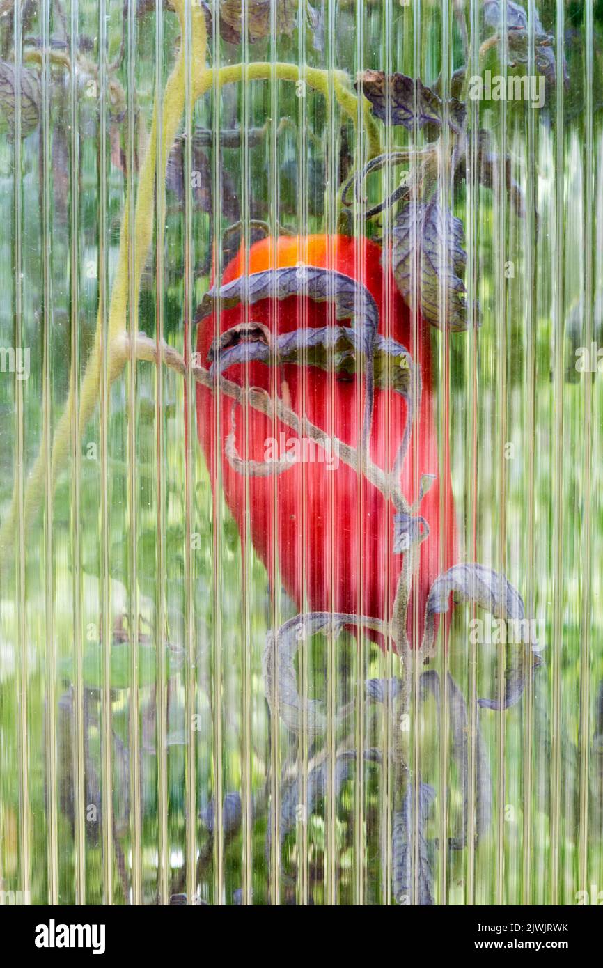Pomodoro San Marzano in serra. Vista attraverso il vetro a serra in perspex a rigatura. Foto Stock