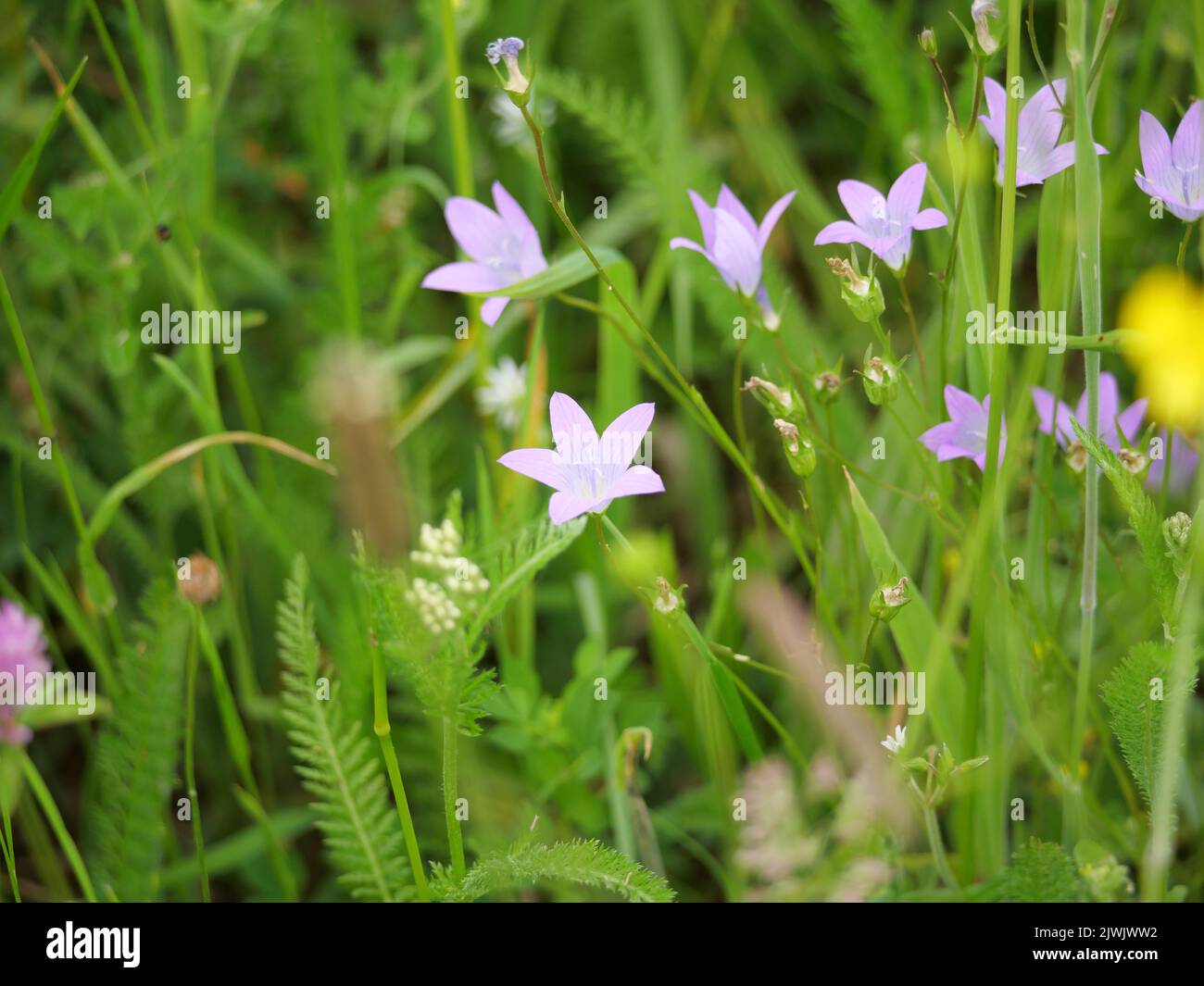 I delicati fiori viola della patula Campanula diffusa in estate Foto Stock