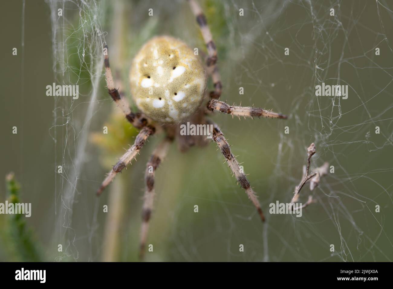 Primo piano di un ragno da giardino (Araneus) che si nasconde in una ragnatela di ciottoli su uno sfondo verde in natura. Foto Stock