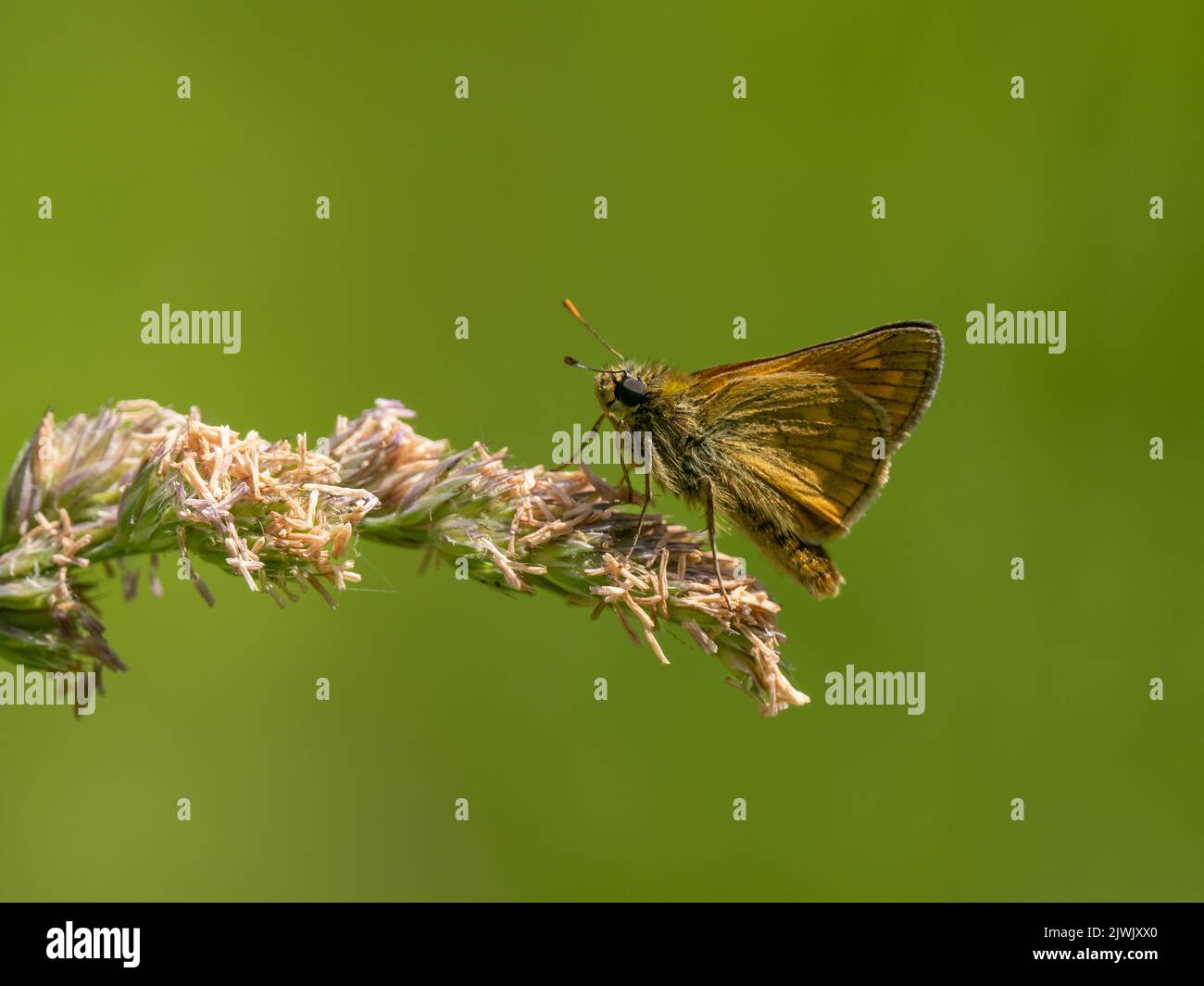 Piccolo Skipper isolato su una testa di erba Foto Stock