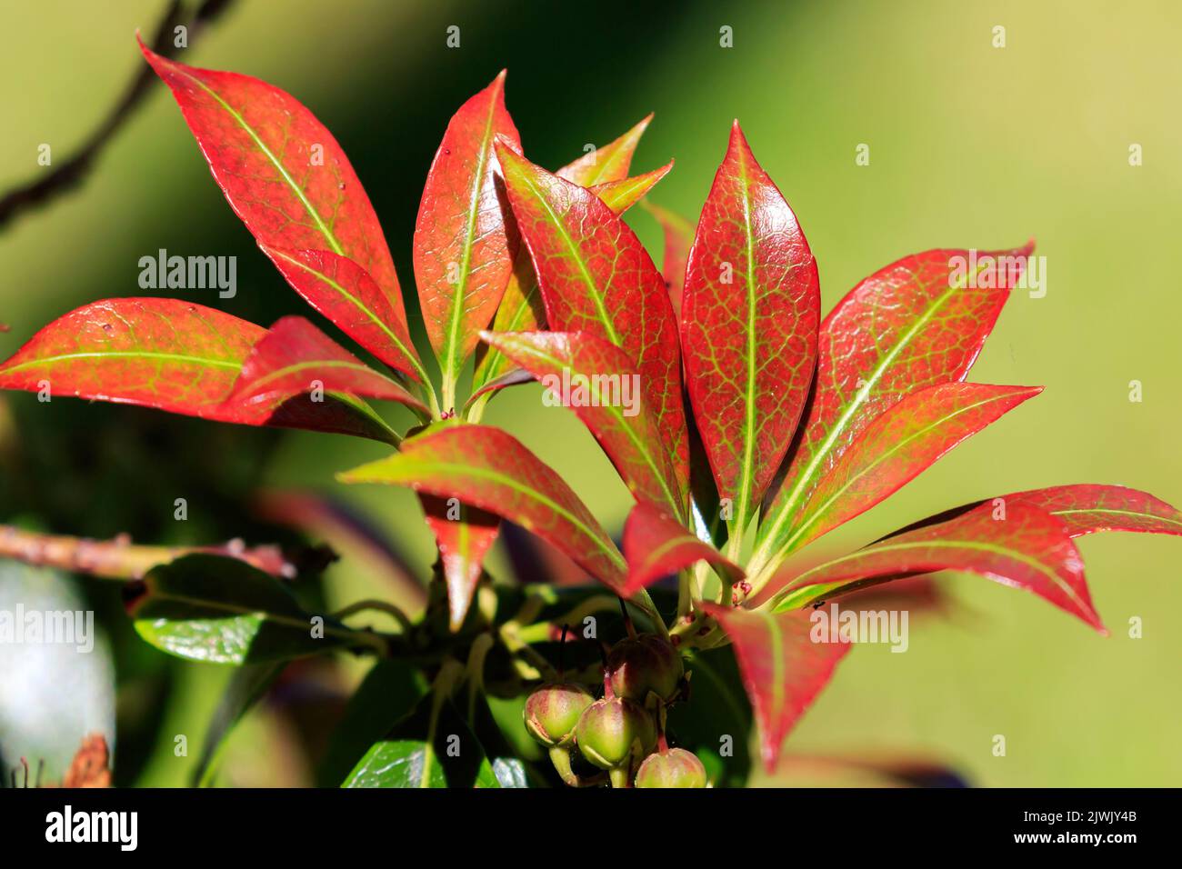 Primo piano sulle foglie di Pieris verde e rosso fuoco Foto Stock