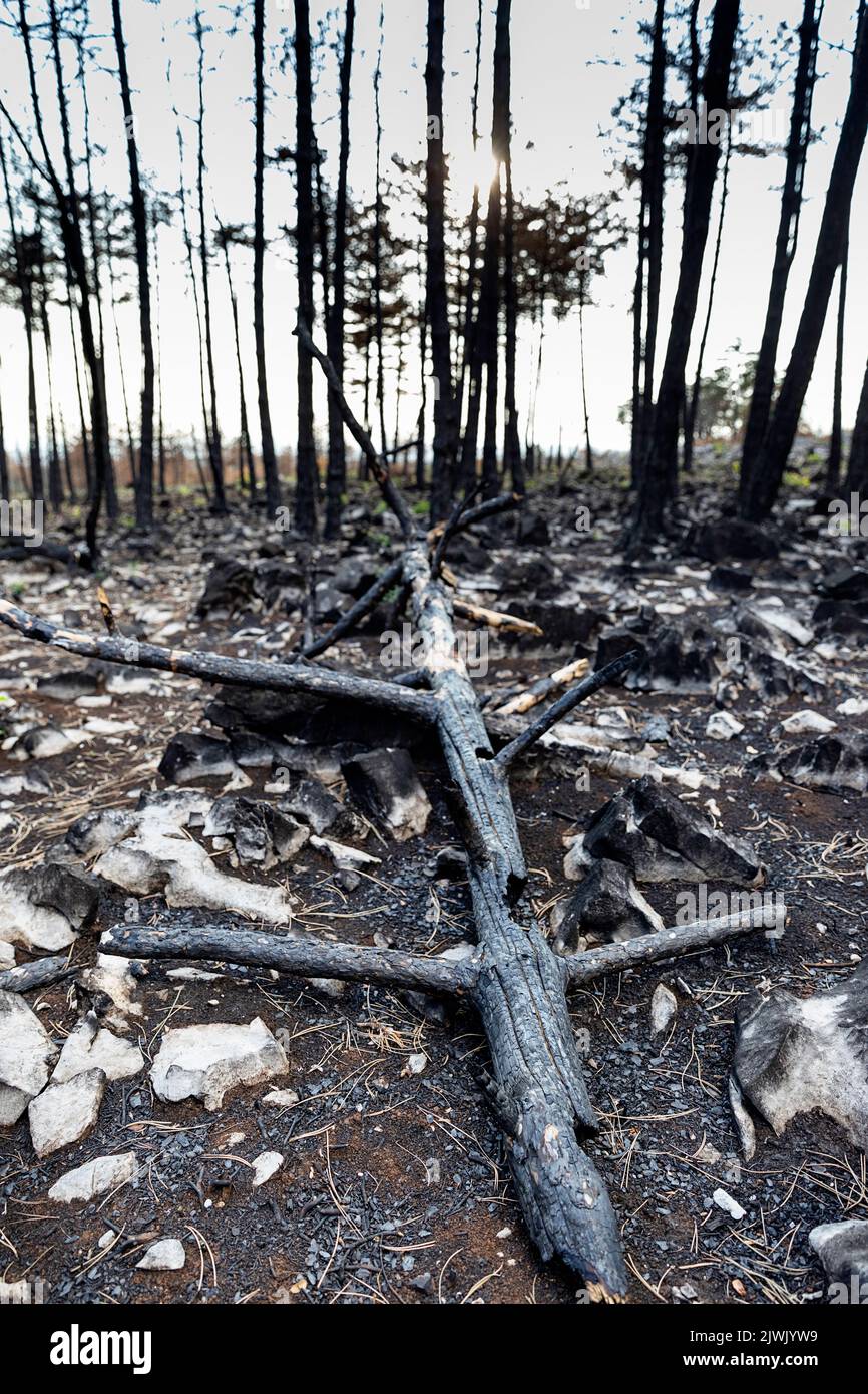 Tronchi di alberi e terra bruciata dal più grande incendio boschivo della storia della slovenia, in europa Foto Stock