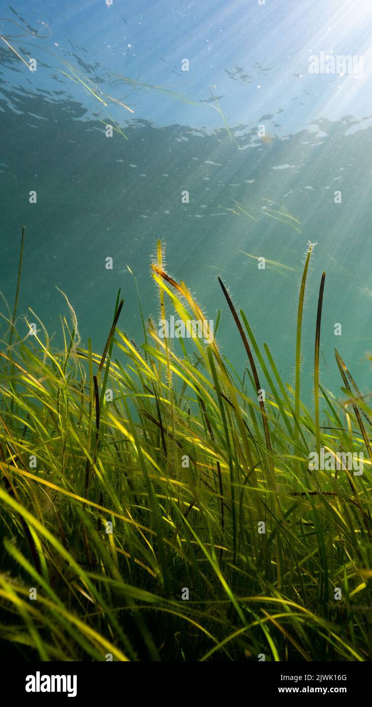 L'habitat delle praterie (Zostera marina) alla luce del sole, Porthdillaen, Galles Foto Stock