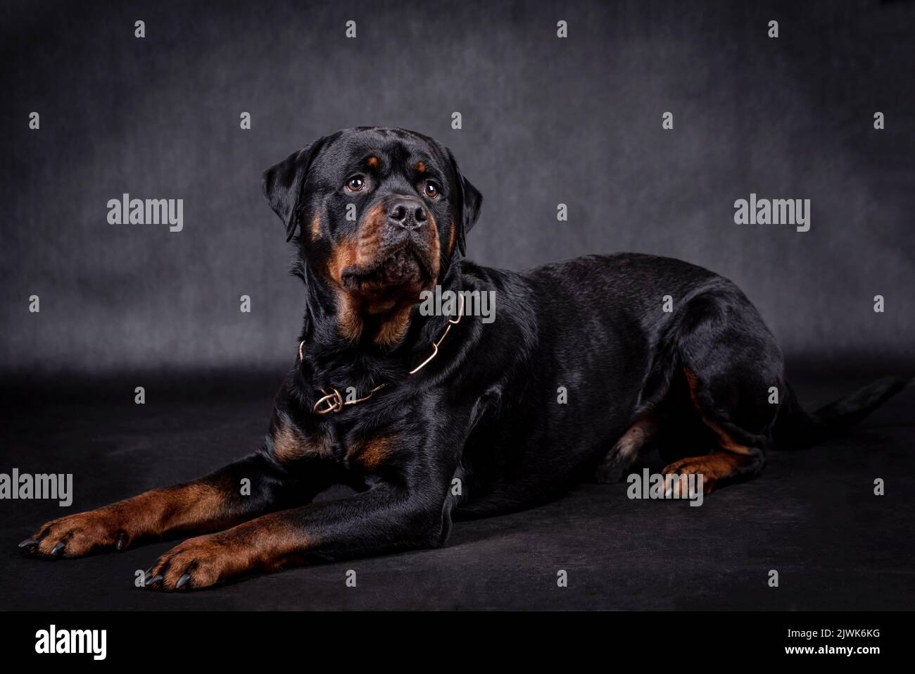 Ritratto del cane felice Rottweiler Foto Stock