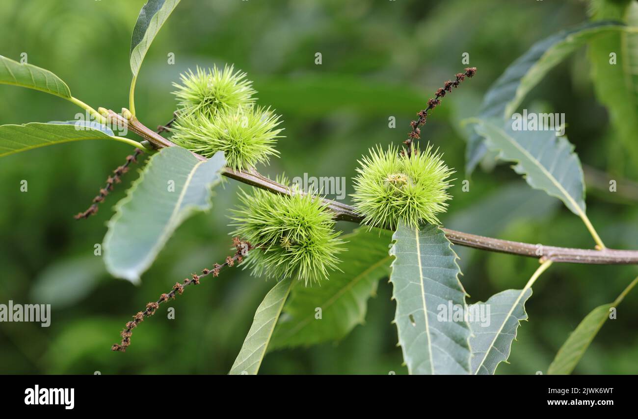 Castagne dolci che crescono in natura Foto Stock
