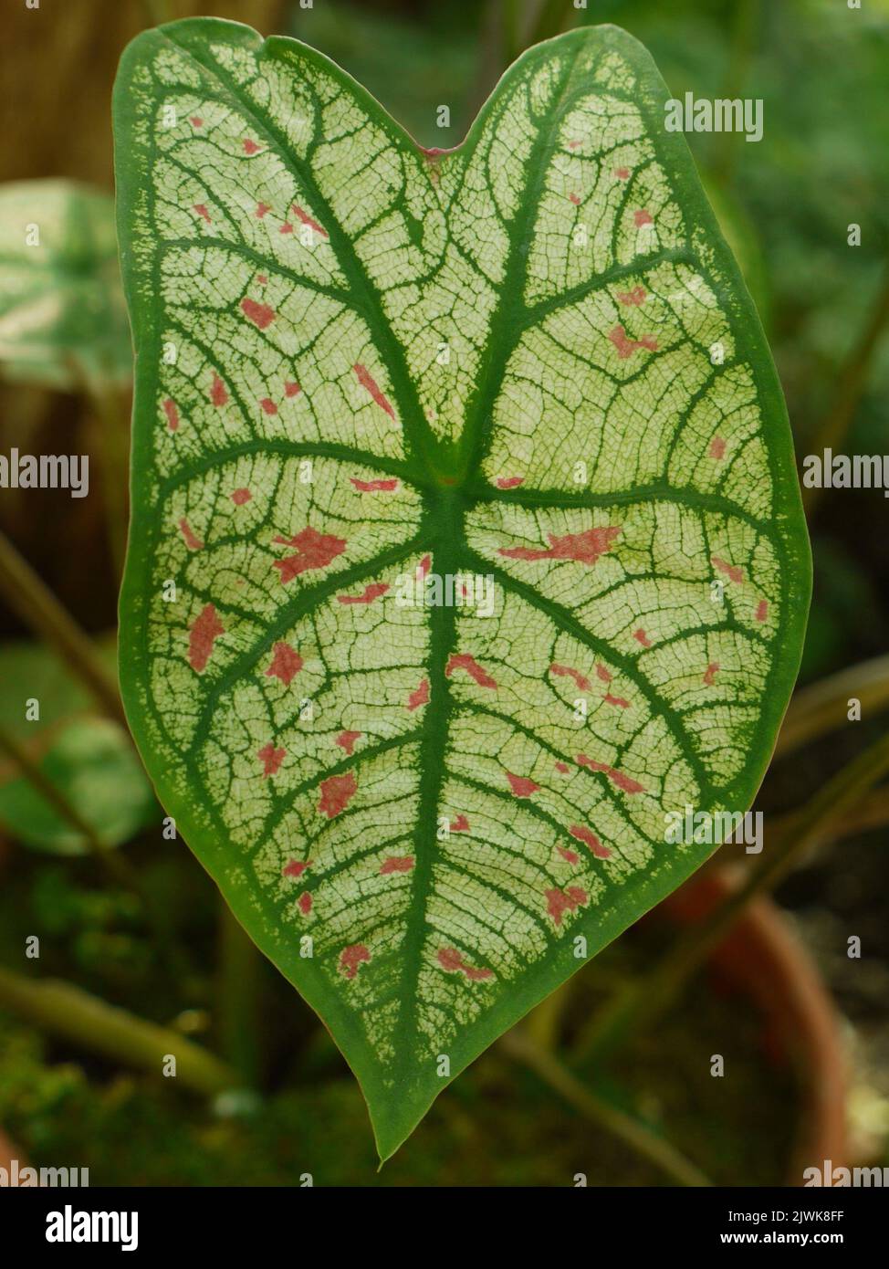 Caladium bicolore- una foglia Foto Stock
