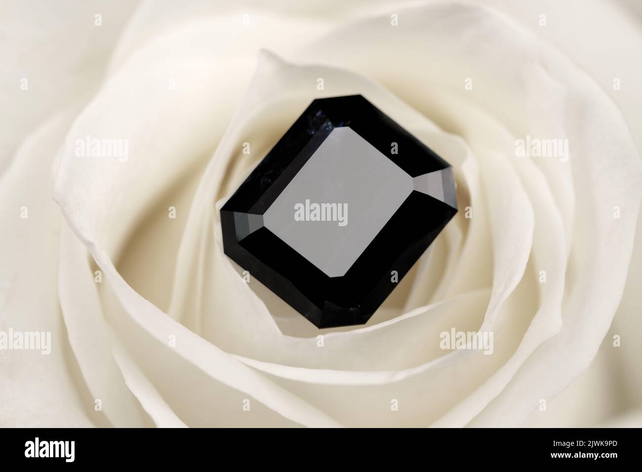 Gemma nera preziosa su fiore di rosa bianca Foto Stock