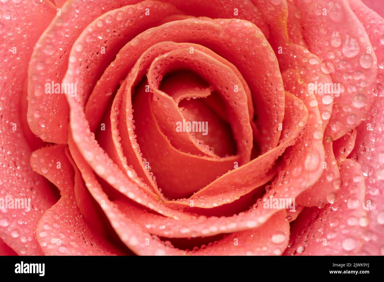 Rosa fiore con gocce d'acqua Foto Stock