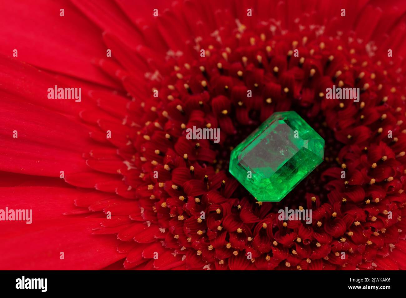 Gemma verde smeraldo naturale su rosa fiore rosso Foto Stock