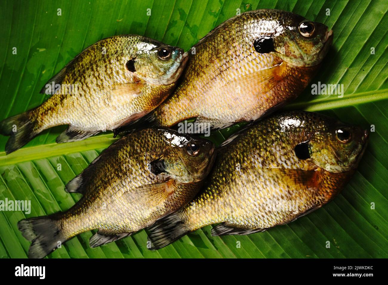 Pesce fresco pescato bluegill dal lago posto in foglia di banana Foto Stock