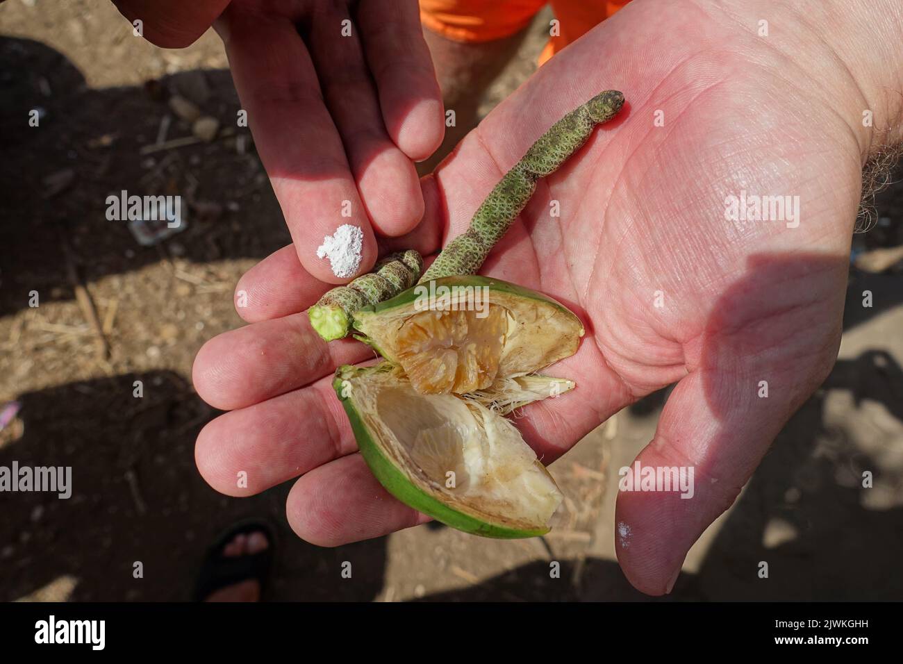 Indonesia Isola di Alor - Betel Nut - areca Nut - schiacciato conchiglie e pepe pianta Foto Stock