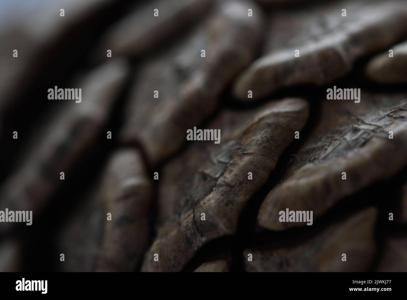 Cedar pine cono macro, Kilkenny, Irlanda Foto Stock