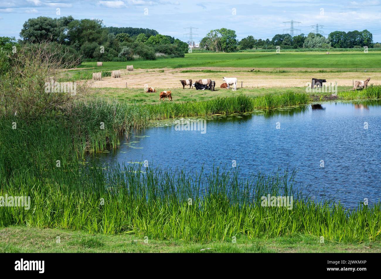 Pascolo di bestiame nei prati verdi della zona di alluvione del fiume Vecht, Holten, Paesi Bassi Foto Stock