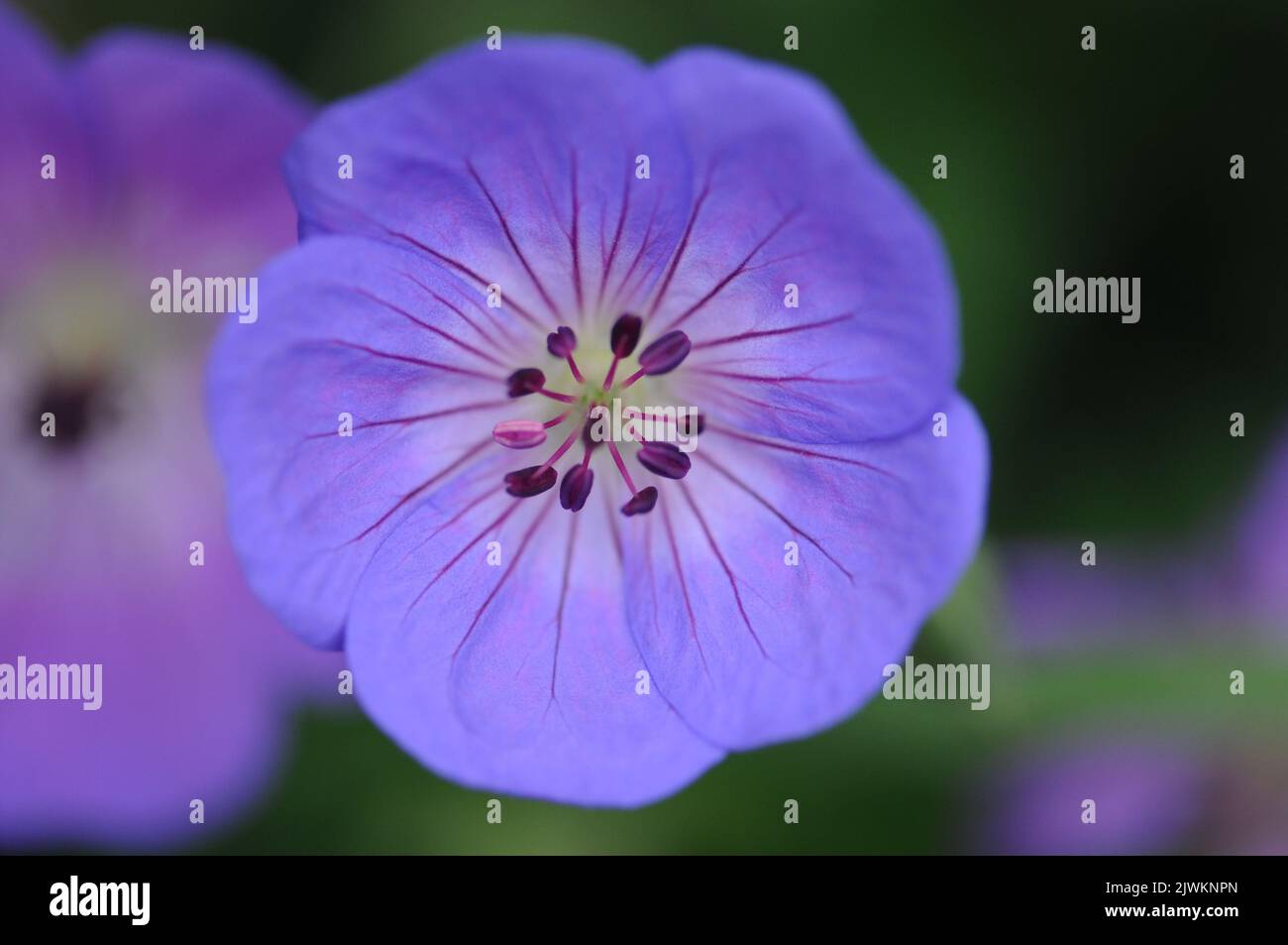 Blu violetto Geranium Rozanne. Macro fotografia di piante erbacee perenni di confine. Copertura di terra e impianto di spandimento. Foto Stock