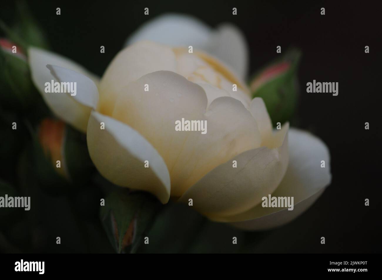 David Austin English Rose Perdita. Fiori di rosa vecchio stile al limone pallido. Profumo di agrumi. Macro romantica foto. Foto Stock