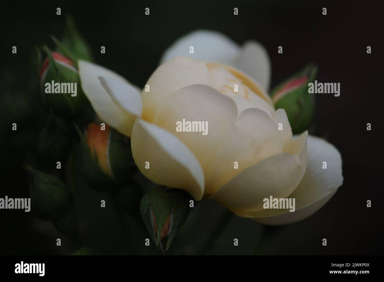 David Austin English Rose Perdita. Fiori di rosa vecchio stile al limone pallido. Profumo di agrumi. Macro romantica foto. Foto Stock