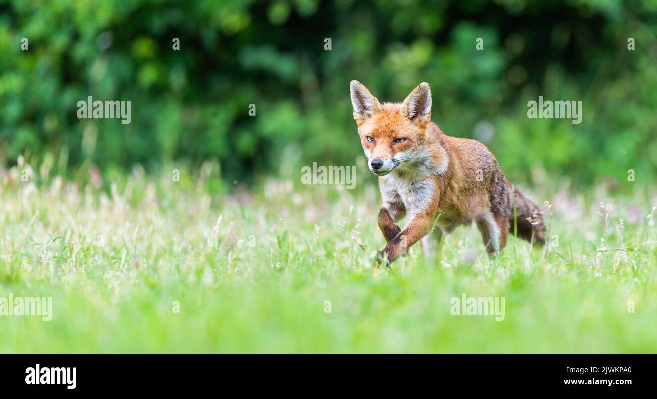 Wild Foxes nel Regno Unito Foto Stock