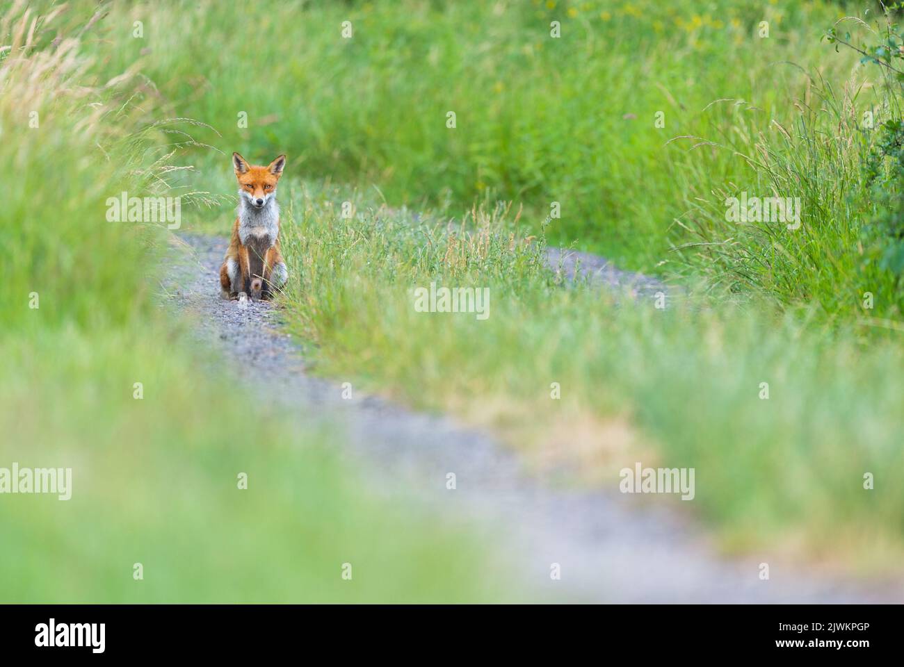 Wild Foxes nel Regno Unito Foto Stock