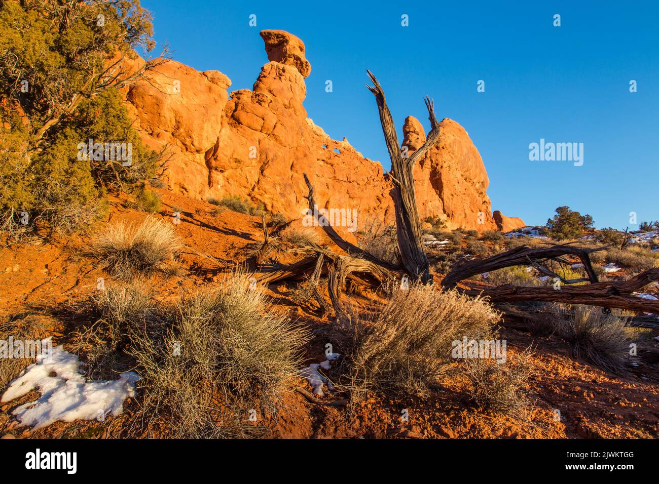 Un ginepro morto di fronte a due piccoli archi in una pinna di arenaria Entrada nel Devil's Garden, Arches National Park, Moab, Utah. Foto Stock