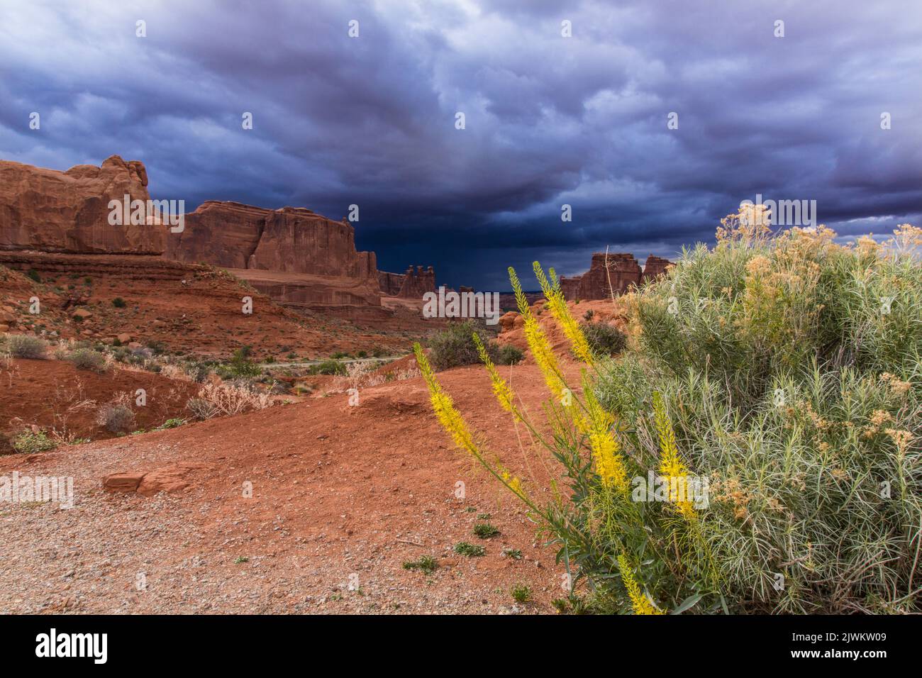 Prince's Plumes fiorisce di fronte alle Courthouse Towers nell'Arches Natioanl Park, Moab, Utah. Foto Stock