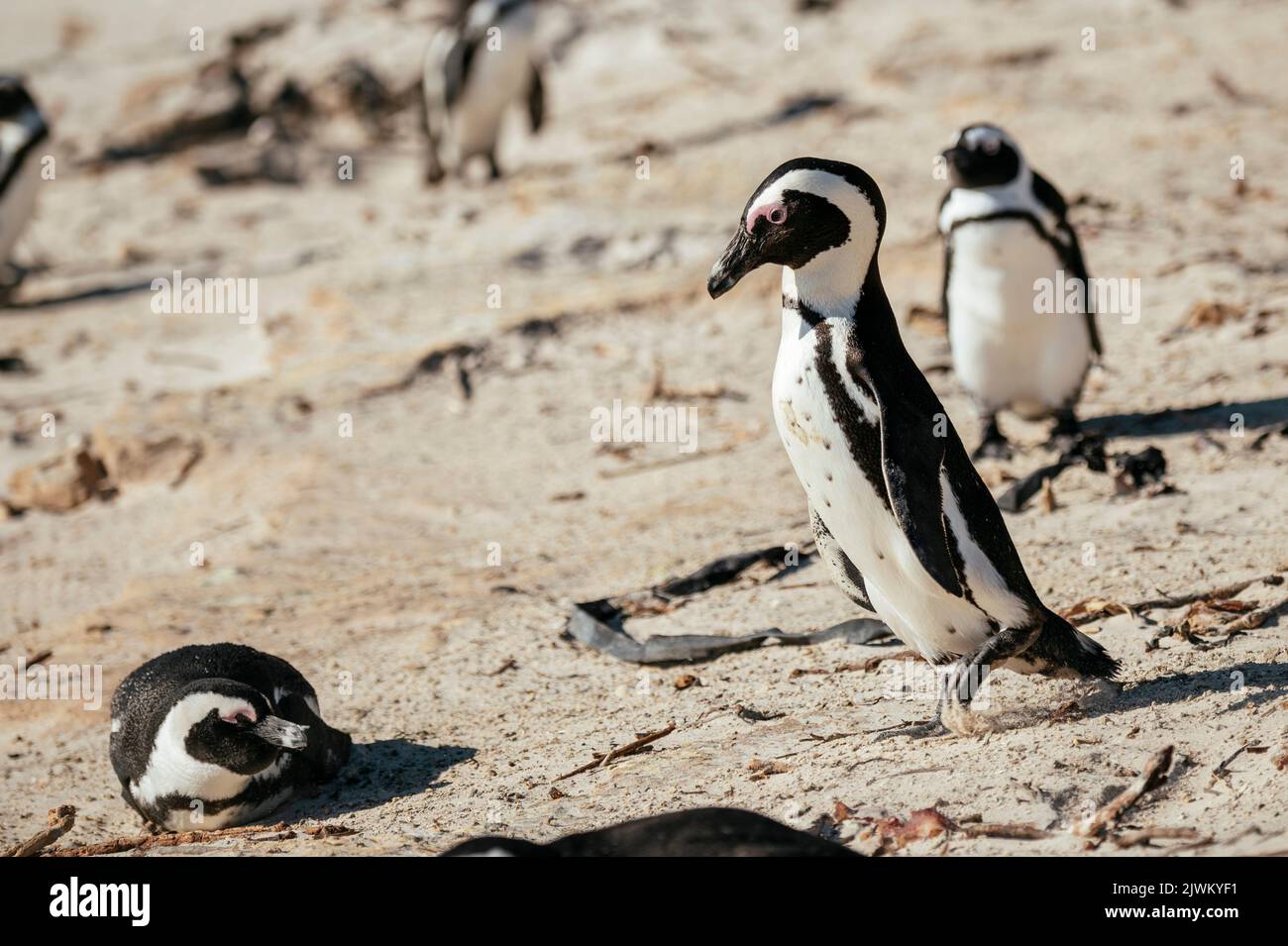 Boulders Beach Penguin Colony, Città del Capo, Capo Occidentale, Sud Africa Foto Stock