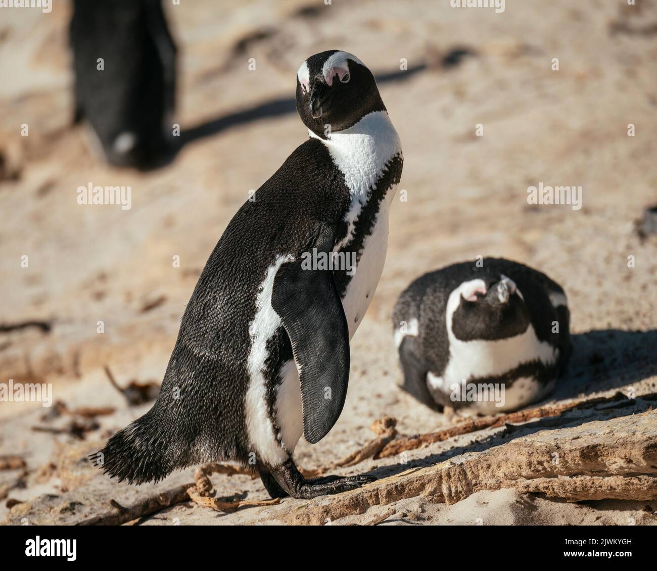 Boulders Beach Penguin Colony, Città del Capo, Capo Occidentale, Sud Africa Foto Stock