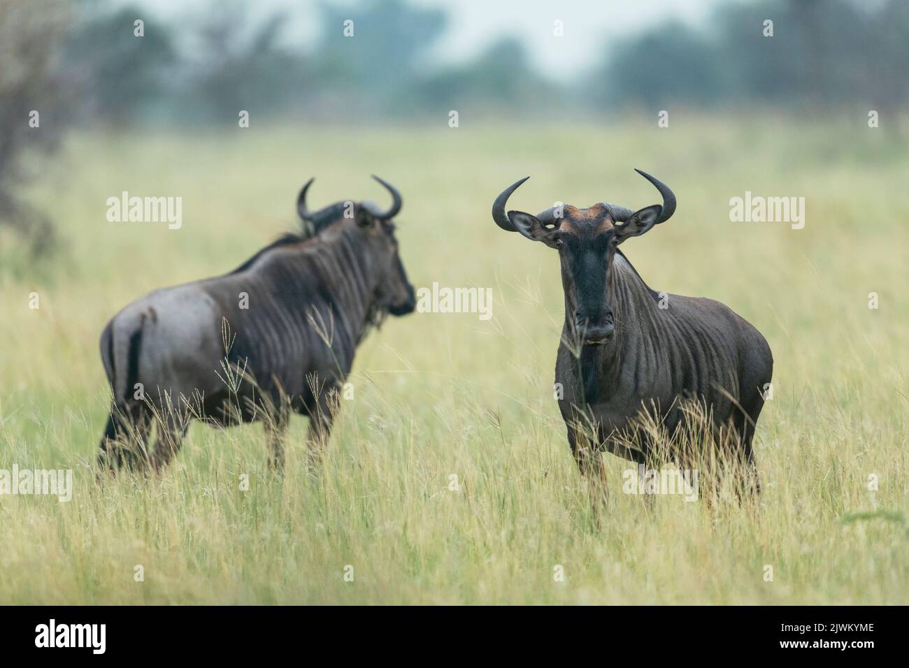 Wildebeest, Riserva Naturale privata di Timbavati, Parco Nazionale di Kruger, Sudafrica Foto Stock