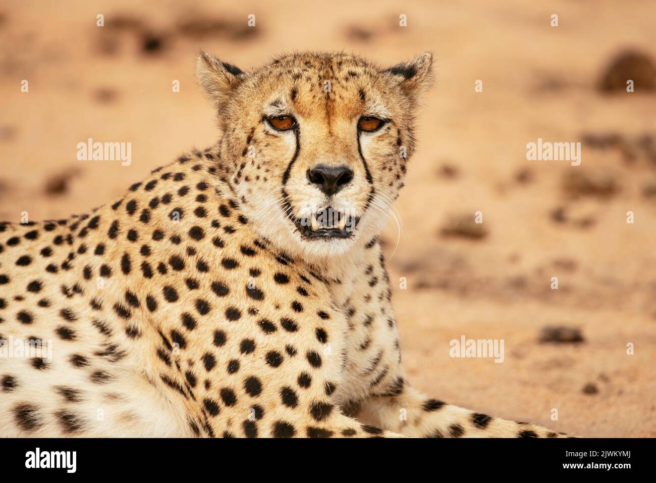 Cheetah, Riserva Naturale privata di Timbavati, Parco Nazionale di Kruger, Sudafrica Foto Stock