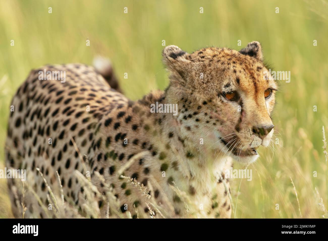 Cheetah, Riserva Naturale privata di Timbavati, Parco Nazionale di Kruger, Sudafrica Foto Stock