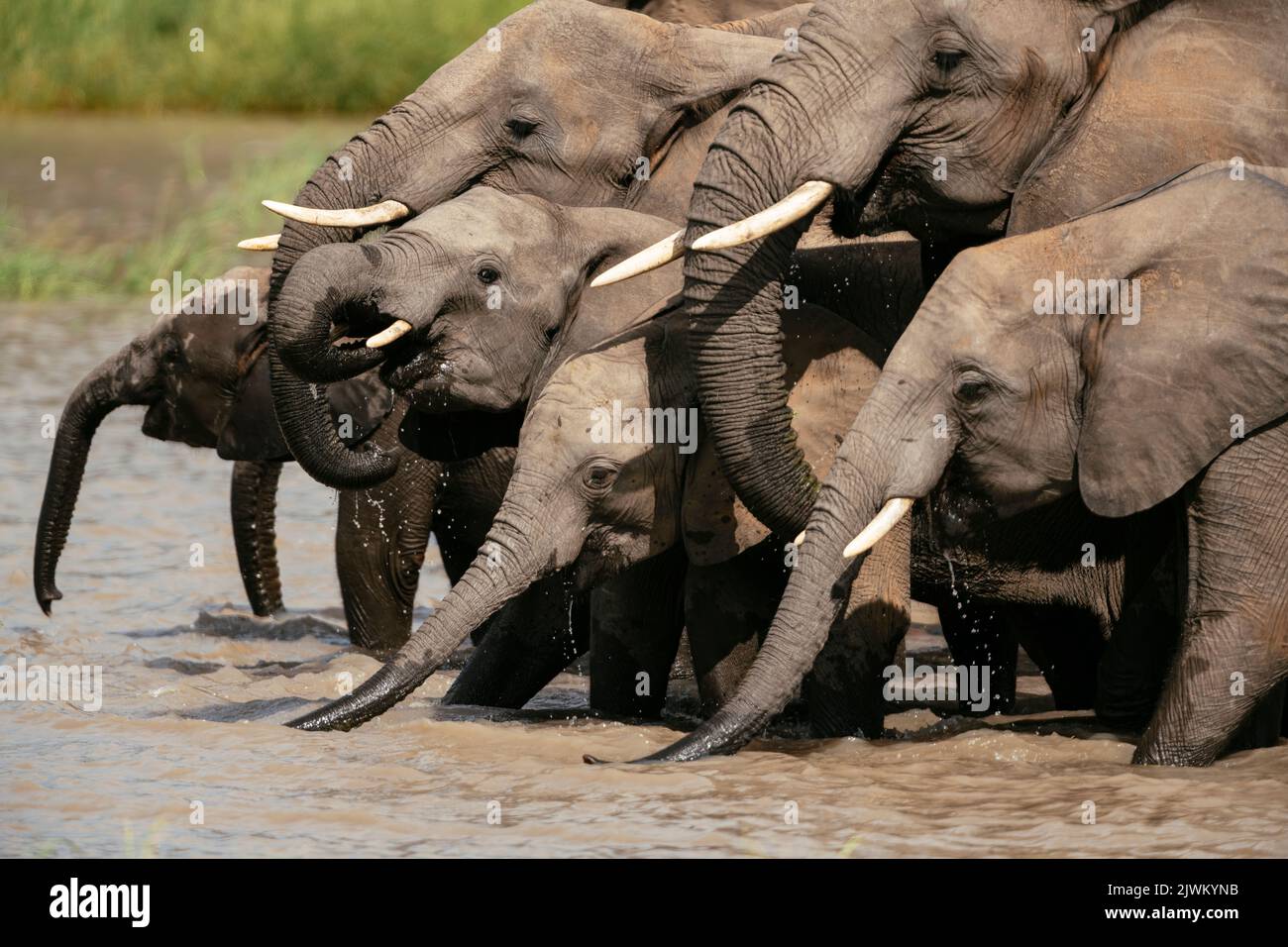 Elefanti africani, Riserva Naturale privata di Timbavati, Parco Nazionale di Kruger, Sudafrica Foto Stock