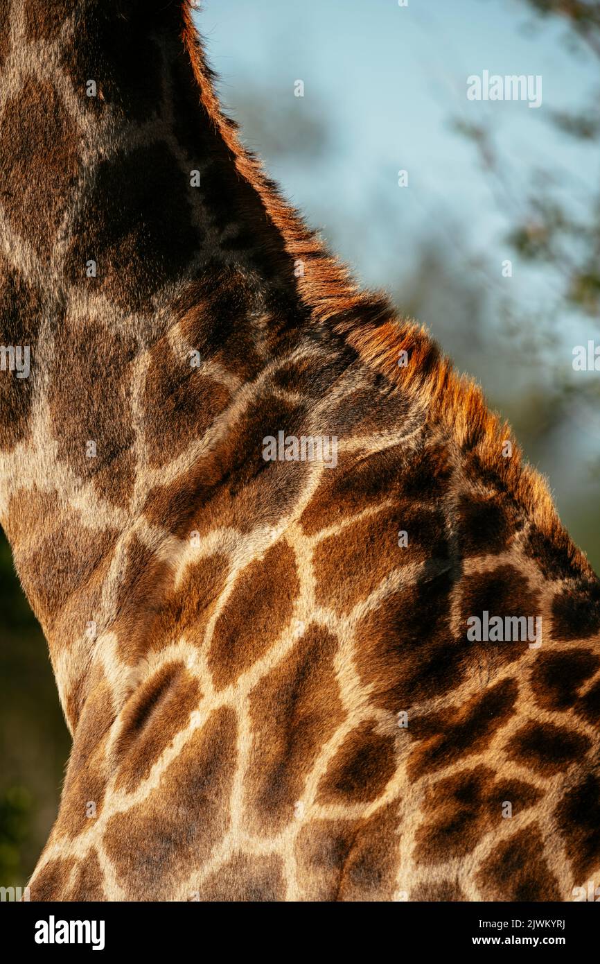 Primo piano di Giraffe, Riserva Naturale privata di Timbavati, Parco Nazionale di Kruger, Sudafrica Foto Stock