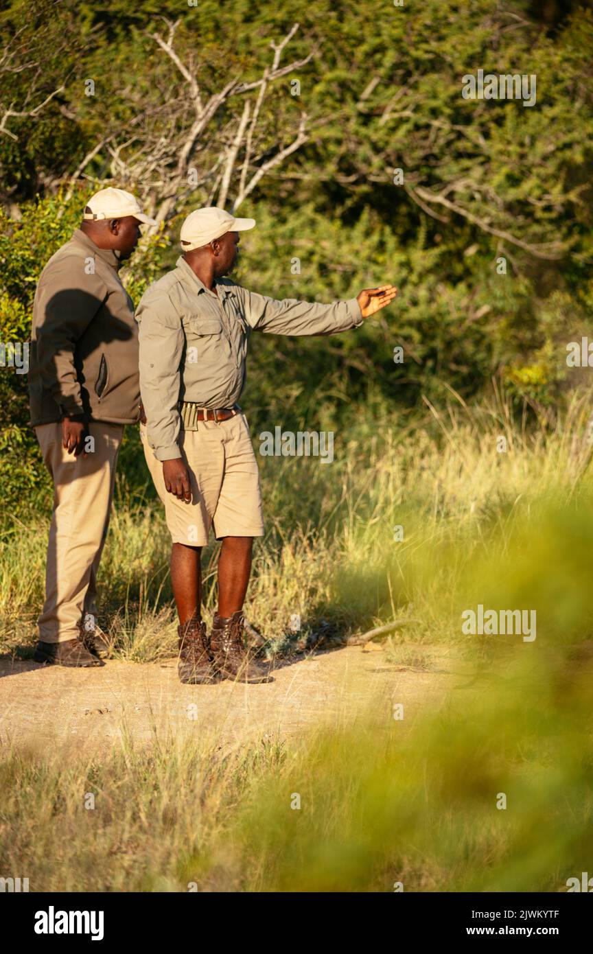 Guide alla ricerca di impronte, Timbavati Riserva Naturale privata, Parco Nazionale Kruger, Sud Africa Foto Stock