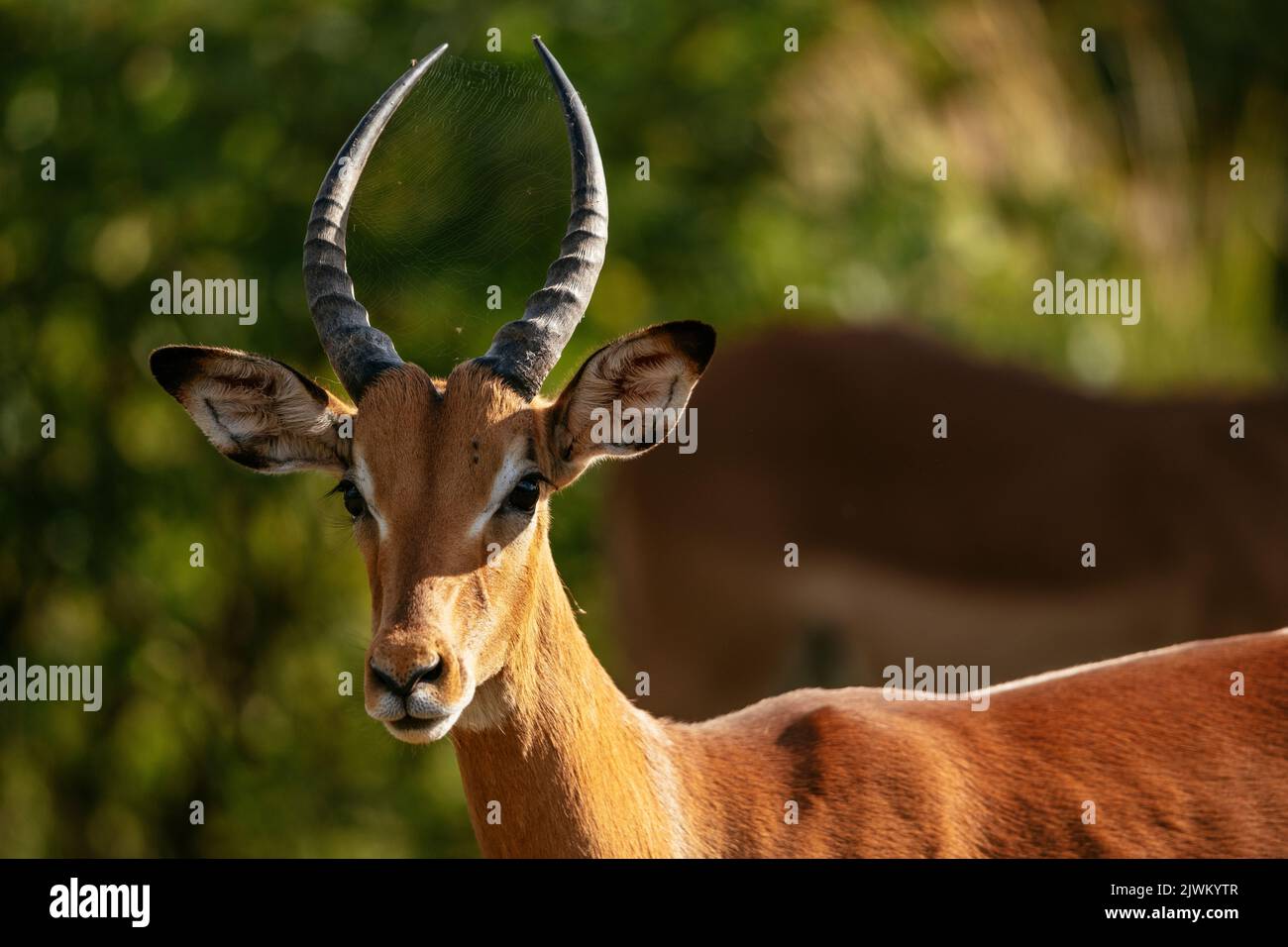 Impala, Riserva Naturale privata di Timbavati, Parco Nazionale di Kruger, Sudafrica Foto Stock
